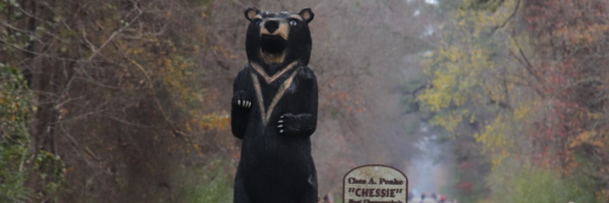 Dismal Swamp 50K