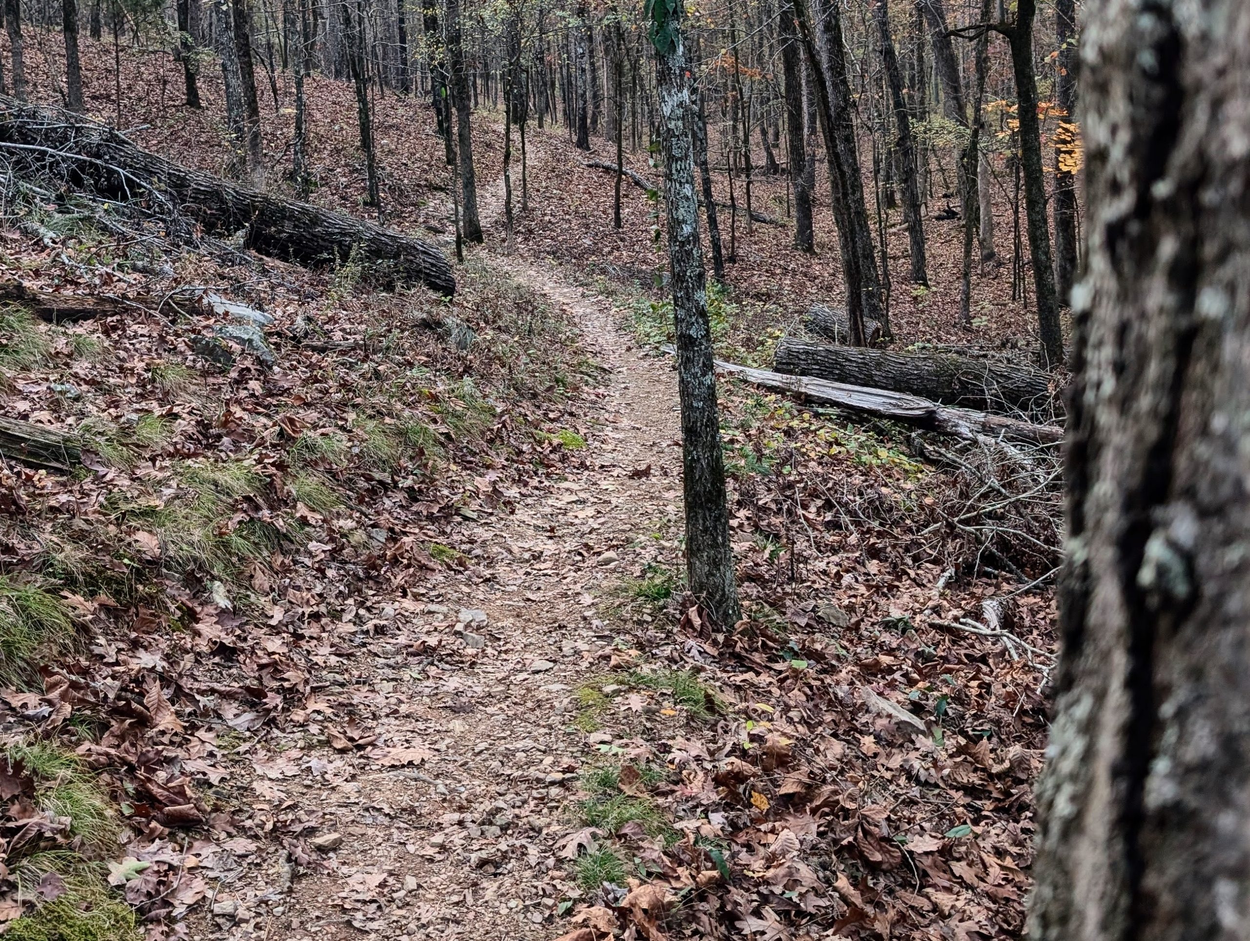 Natural State Backyard Ultra