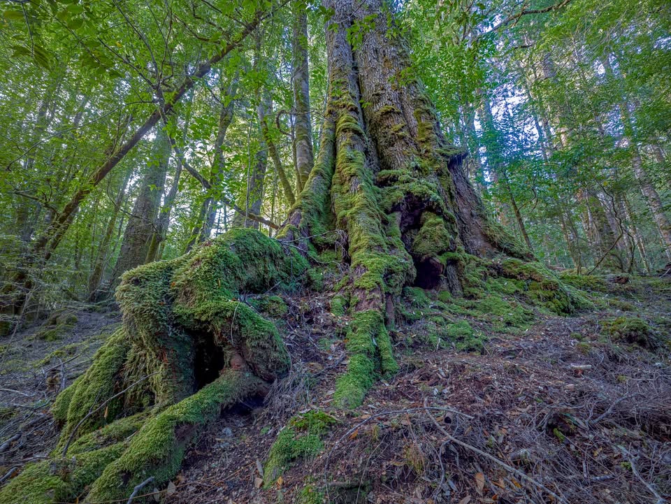Takayna Trail